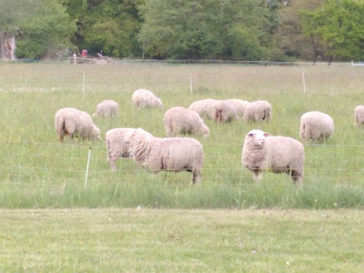 Fiction: Heart-Delighting Keeper of the Flocks (Hermes / OC)